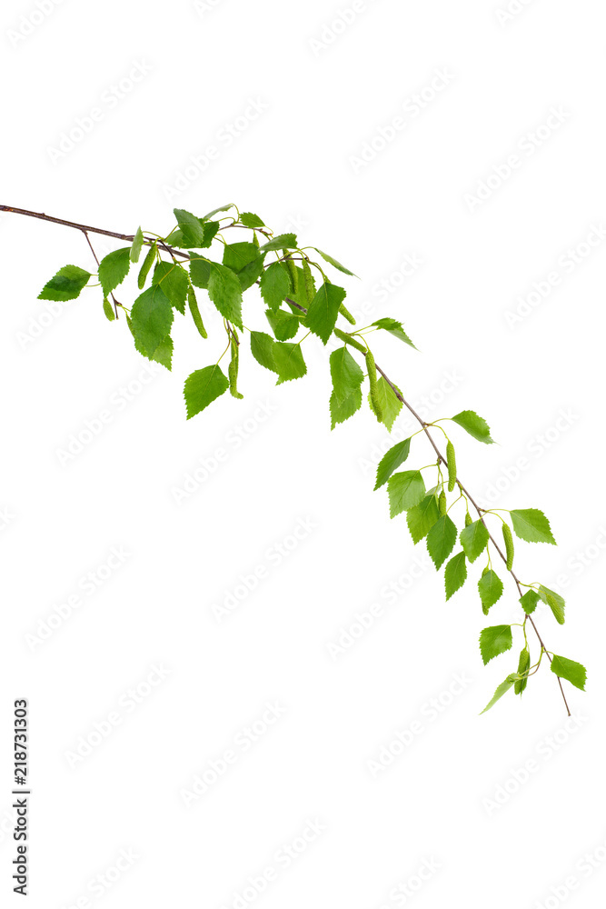 Wall mural birch branch with green leaves