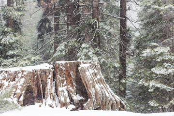 Sequoia forest in winter season