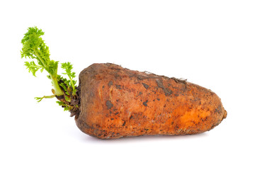 Sprouted fresh dirty carrot