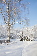 Big birch tree with snow covered branches, beautiful winter forest landscape, cold january sunny day. Blue sky background