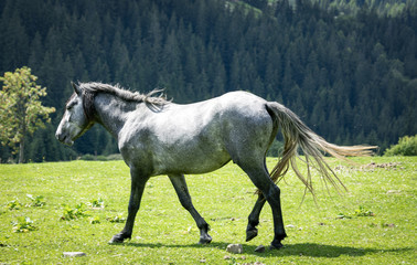 Fototapeta premium horse in the mountains