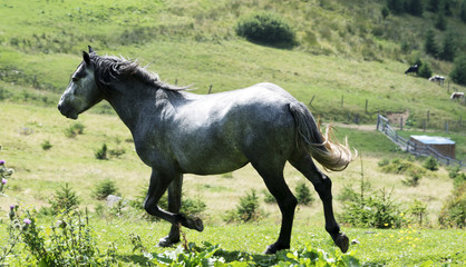  grey horse in the mountains