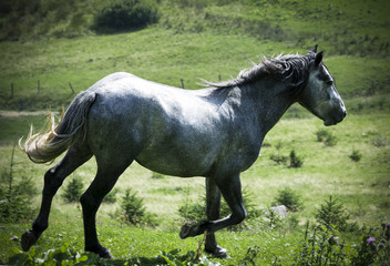 Fototapeta premium grey horse in the mountains