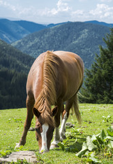 red horse in the mountains