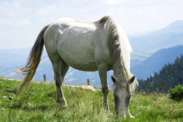 Obraz na płótnie Canvas a white horse grazes on a mountain