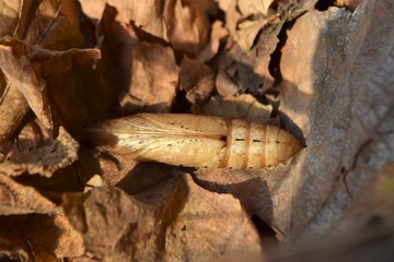 oleander hawk moth caterpillar