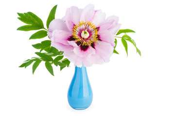 Peony suffruticosa flower in blue ceramic vase
