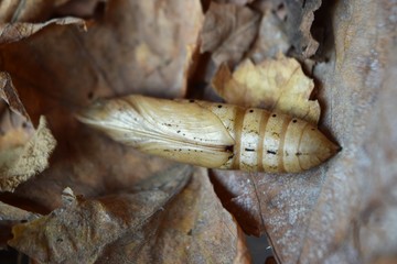 oleander hawk moth caterpillar
