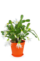 Blooming white schlumbergera in a pot