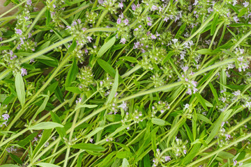 Thyme herb