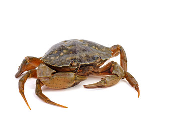 Live crab on a white background.