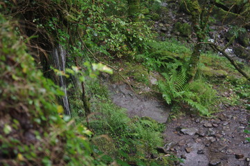 forest and waterfalls brecon