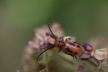 Red and Black Beetle on flower