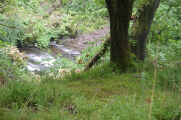 forest and waterfalls brecon