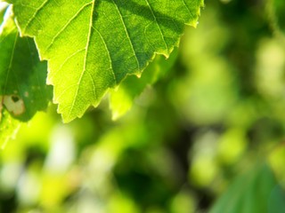birch leaves