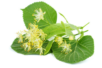 Linden blossom