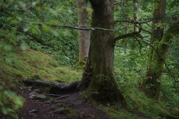 forest and waterfalls brecon