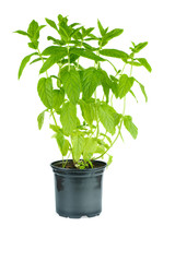 Bunch of fresh green mint