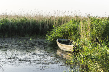 A fishing wooden boat in the early morning. Overgrown reeds on the Vistula Gulf. For the site about nature, sea, fishing, art, background.