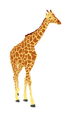 Giraffe vector illustration isolated on white background. African animal. Tallest animal. Safari trip attraction. Big five. Portrait of giraffe.