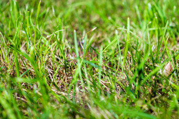 Blurred Fresh green grass close-up on the lawn. View from the bottom of the grass. Summer.