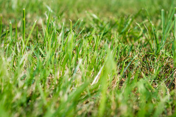 Blurred Fresh green grass close-up on the lawn. View from the bottom of the grass. Summer.