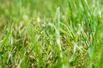 Blurred Fresh green grass close-up on the lawn. View from the bottom of the grass. Summer.