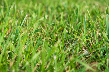 Blurred Fresh green grass close-up on the lawn. View from the bottom of the grass. Summer.