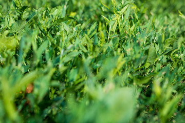 Blurred Fresh green grass close-up on the lawn. View from the bottom of the grass. Summer.