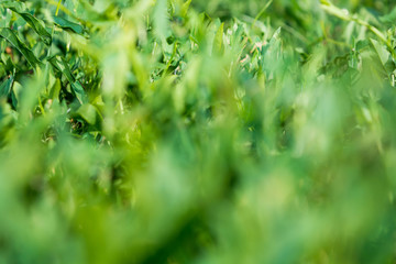 Blurred Fresh green grass close-up on the lawn. View from the bottom of the grass. Summer.