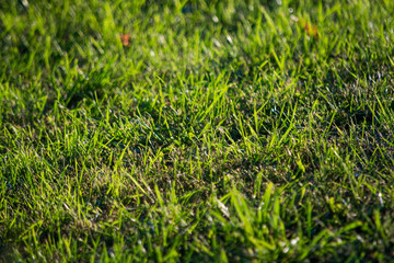 Blurred Fresh green grass close-up on the lawn. View from the bottom of the grass. Summer.