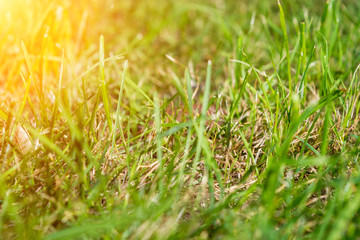 Blurred Fresh green grass close-up on the lawn. View from the bottom of the grass. Summer. Sun light. Abstract nature background.