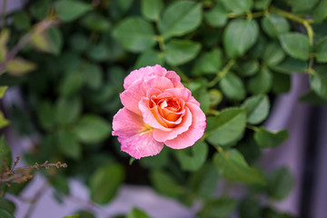 single pink rose growing in garden, high angle view