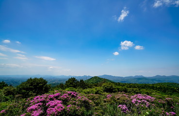 Obraz premium ミヤマキリシマ 経塚山