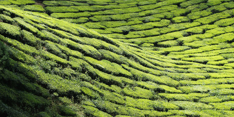 Fototapeta premium Tea plantation in Cameron highlands,Malaysia 