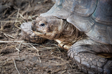A very close portrait of a tortoise. The head is facing to the left and there is space for copy. The shell and scales are very detailed