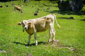 Fototapeta premium Pragser Wildsee 2018-18 Kalb auf einer Alm Südtirol Dolomiten