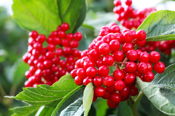 Red viburnum branch in the garden. Bunch of red viburnum berries on a branch.