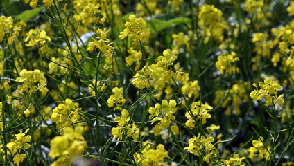 Flowering mustard yellow field