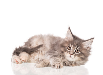 Fototapeta premium Maine Coon kitten