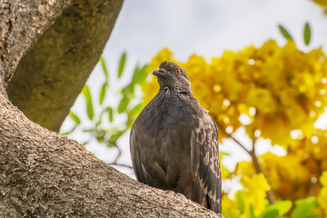 The pigeon on the branch in a nature background.
