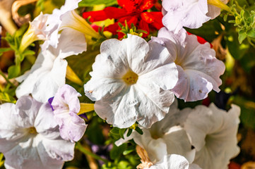 Fototapeta na wymiar Flowers in bloom in Zamora gardens