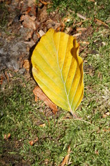 Buchenblatt, Wald, Nationalpark Hunsrück-Hochwald, Buche