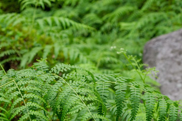 森の中のシダ