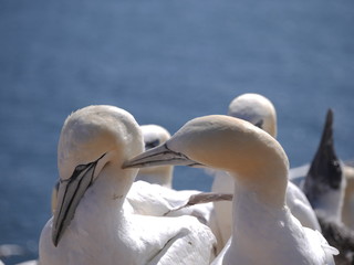 Vögel Helgoland