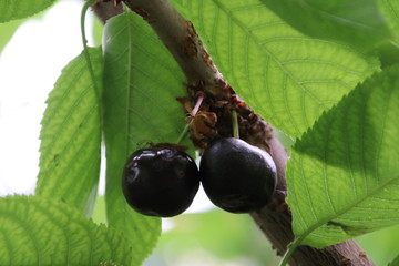 Blue cherries in a greenhouse in Moerkapelle with sweet taste in Netherlands.