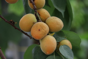 Plum fruits on a plant in a greenhouse nursery in Moerkapelle in the Netherlands