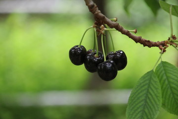 Blue cherries in a greenhouse in Moerkapelle with sweet taste in Netherlands.