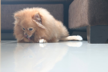 Cute dog pomeranian pets sitting and sleeping on floor