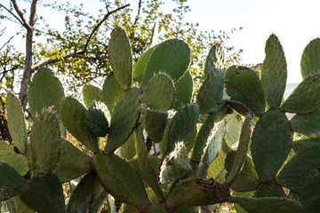 Äthiopien - Kaktus im Sonnenuntergang bei Aksum